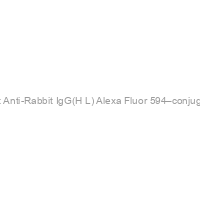 Goat Anti-Rabbit IgG(H+L) Alexa Fluor 594–conjugated